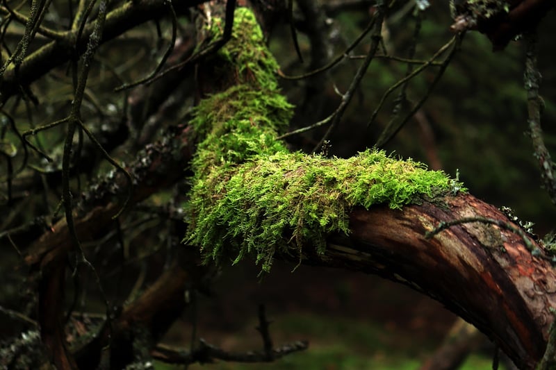 Moss and Greenery